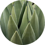 Close-up of spiky green agave plant