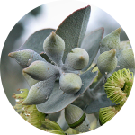 Close-up of eucalyptus flowers and buds.