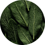 Close-up of green leaves