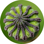 Close-up of green poppy seed head