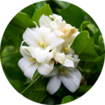 White flowers on green leaves