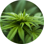 Close-up of a cannabis plant