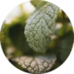 Close-up of green leaves