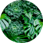 Various green tropical leaves