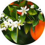 Orange tree with white flowers