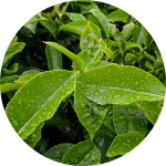 Wet green leaves with raindrops