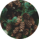 Pine cones on evergreen branches