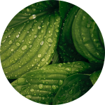 Green leaves with water droplets