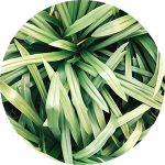 Close-up of green plant leaves.