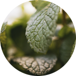 Close-up of green leaves