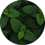 Close-up of green leaves