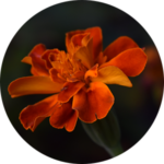 Orange marigold flower in bloom