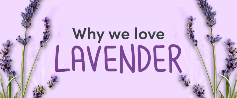 Lavender flowers with text overlay