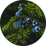 Blue berries on green foliage.