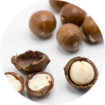 Macadamia nuts on a white background