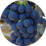 Close-up of purple grapes on vine.