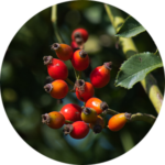 Cluster of red berries on a branch.