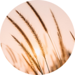 Sun setting behind tall grass