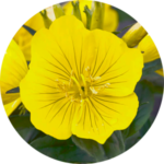 Yellow flower with green leaves
