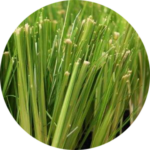 Close-up of lemongrass stalks