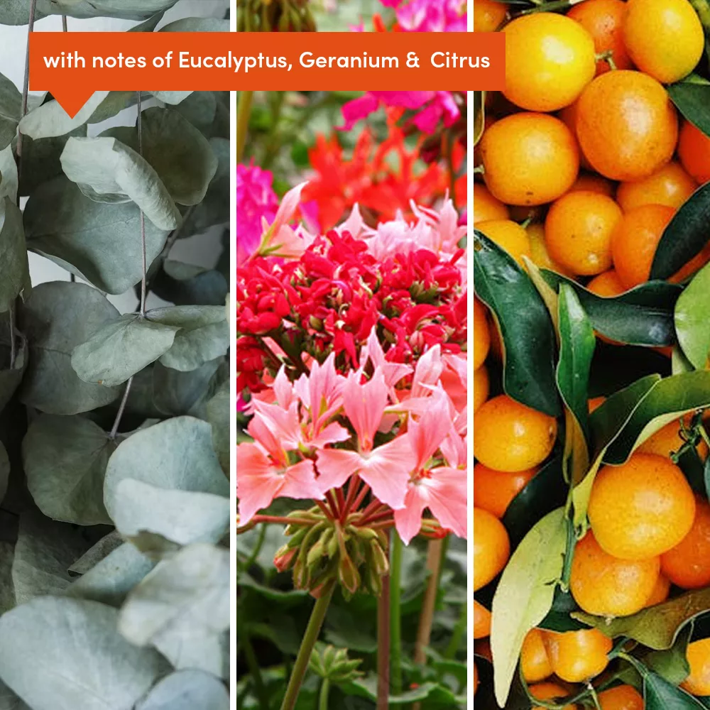 Eucalyptus, geranium, and citrus collage
